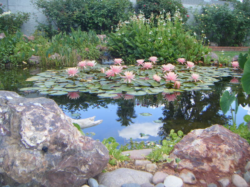 Water lilies in a Phoenix pond by The Pond Gnome