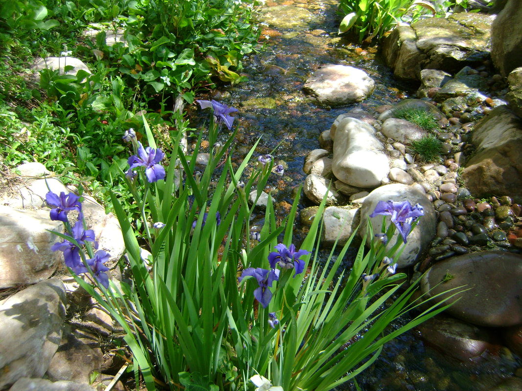 Blue Flag Iris in a pond by The Pond Gnome in Phoenix, AZ