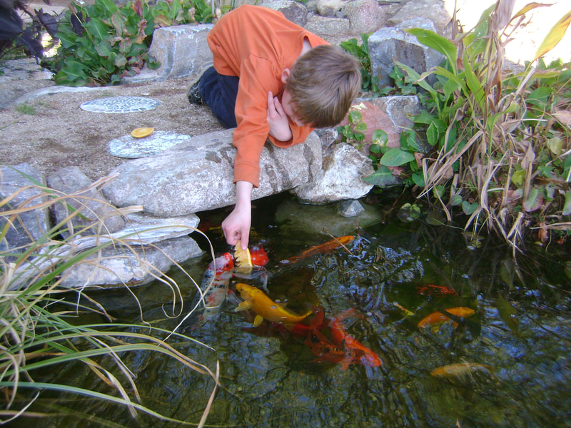 Boy feeding fish in a Phoenix pond by The Pond Gnome
