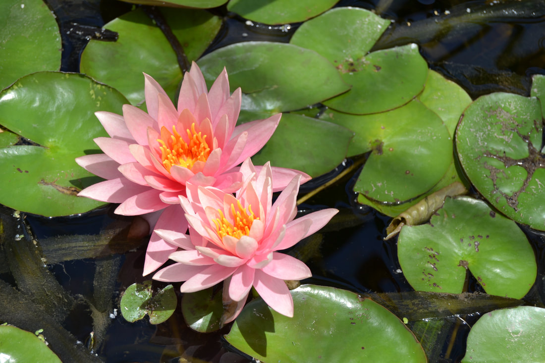 Peach Water Lily in a pond by The Pond Gnome in Phoenix, AZ