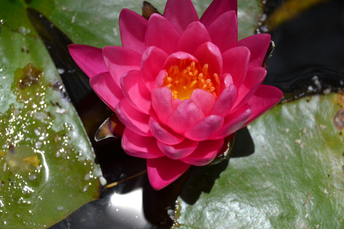 Red Hardy Water Lily in a pond by The Pond Gnome in Phoenix, AZ