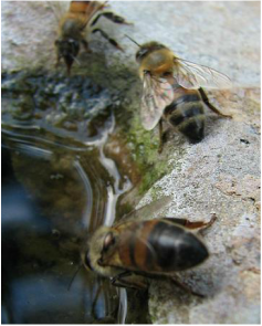 Bees in my pond - The Pond Gnome