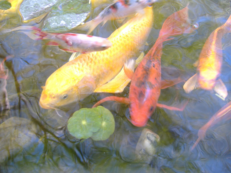 Koi in a Phoenix pond by The Pond Gnome
