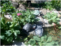 Scottsdale AZ Disappearing Pondless Stream by The Pond Gnome