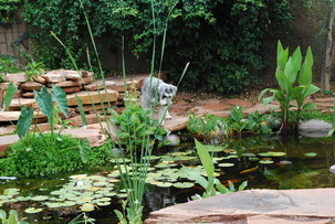 Pet Friendly Phoenix Pond by The Pond Gnome