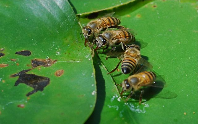 Bees on lily pads