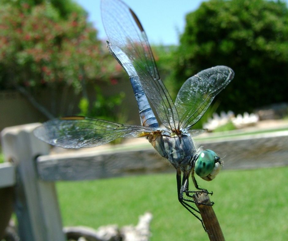 Dragonfly next to a Phoenix pond by The Pond Gnome