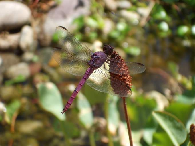 Dragonfly at a Phoenix pond by The Pond Gnome