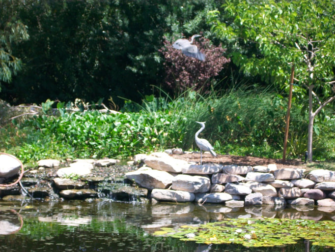 Herons at a Phoenix pond by The Pond Gnome
