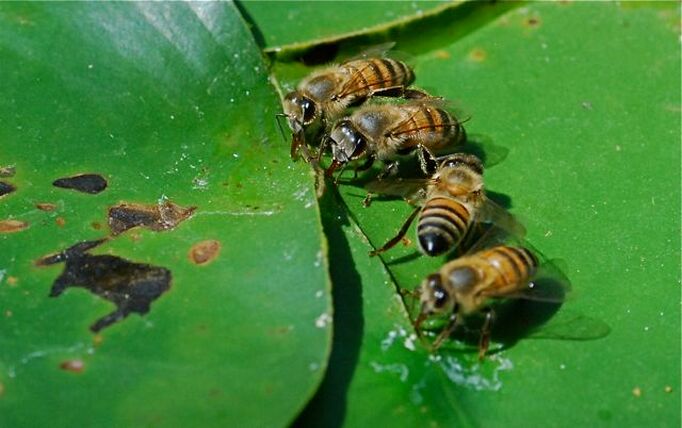 Bees on lily pads in a Phoenix pond by The Pond Gnome