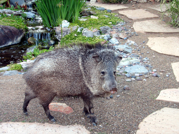 Javelina by a Phoenix pond by The Pond Gnome