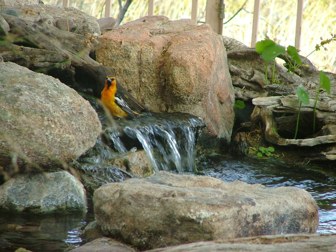 Migrator bird at a Phoenix pond by The Pond Gnome