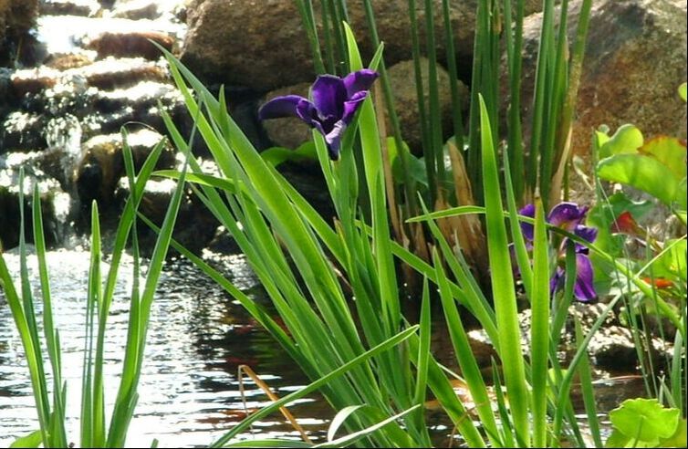 Black Iris in a pond by The Pond Gnome in Phoenix, AZ