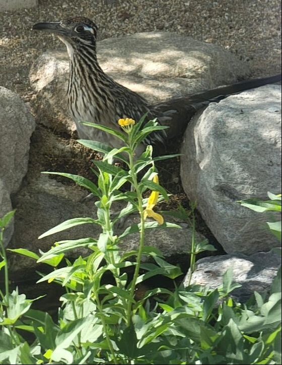 Roadrunner by a pond by The Pond Gnome in Phoenix, AZ