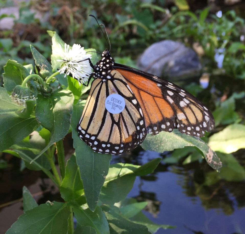 Tagged Monarch butterfly at a Phoenix pond by The Pond Gnome