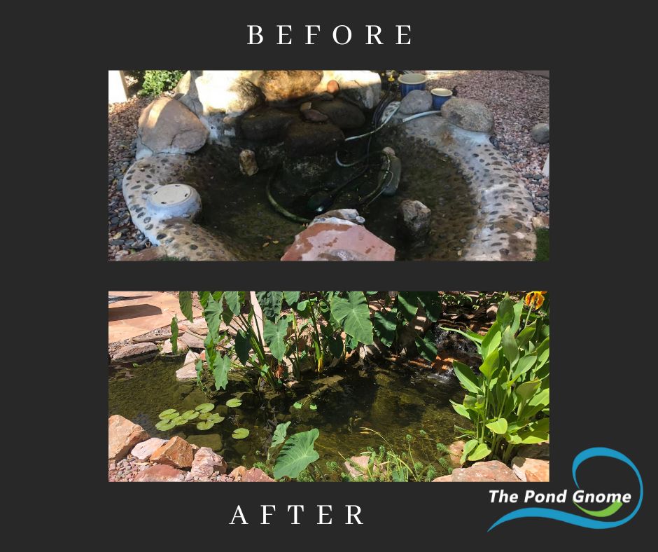 Before and after of a pond remodeled by The Pond Gnome in Phoenix, AZ