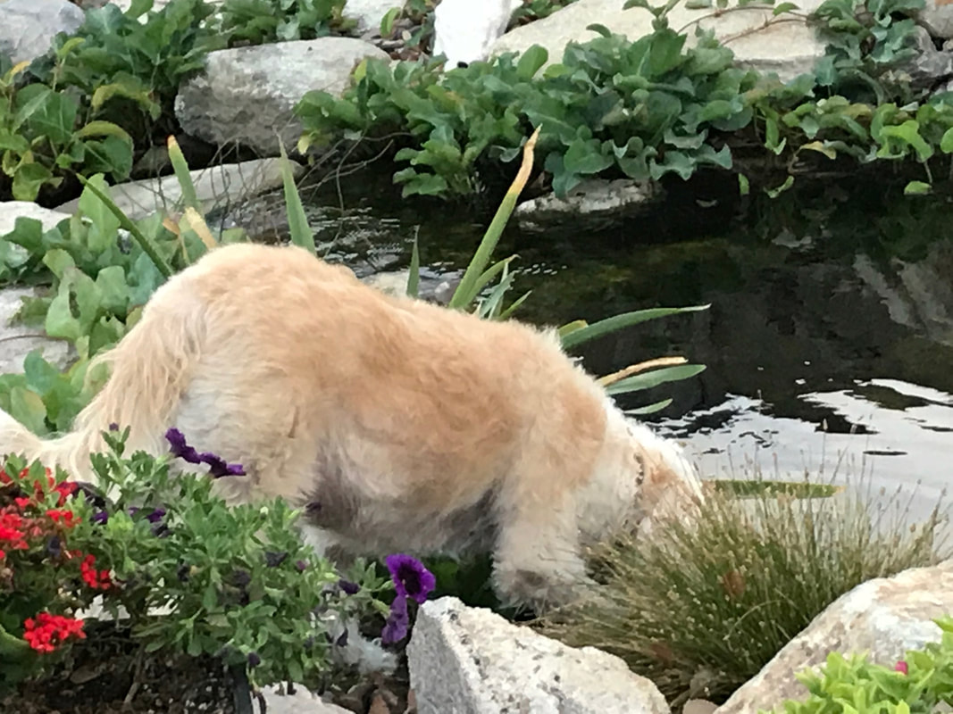 Dog at a pond by The Pond Gnome in Phoenix, AZ