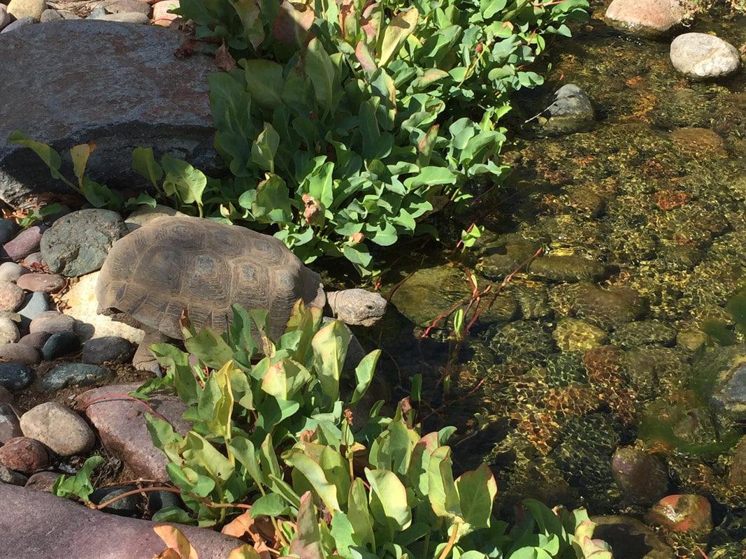 Turtle next to a pond by The Pond Gnome in Phoenix, AZ