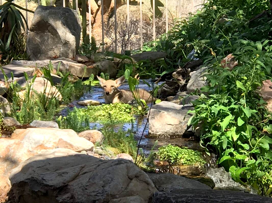 Coyote pup in a Peoria AZ stream by The Pond Gnome