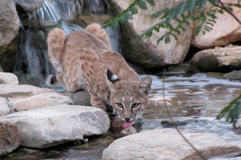 Juvenile puma in a Phoenix pond by The Pond Gnome