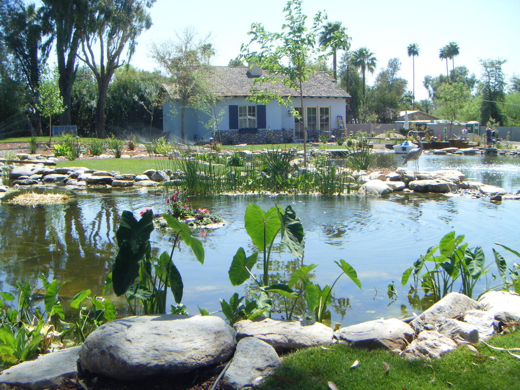 Large pond by The Pond Gnome in Phoenix, AZ