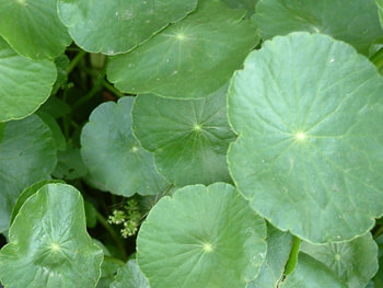 Pennywort in a pond by The Pond Gnome in Phoenix, AZ