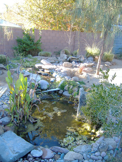 Phoenix AZ pond by The Pond Gnome