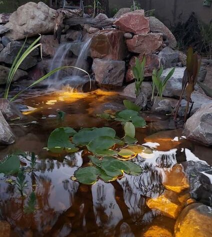 Glendale AZ pond by The Pond Gnome