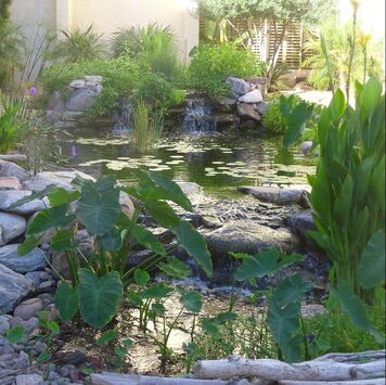 Scottsdale AZ pond and rainwater harvesting by The Pond Gnome