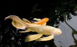 POND FISH HEALTH: What You Need to Know