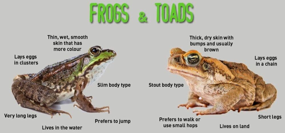 Frogs and Toads in Phoenix ponds
