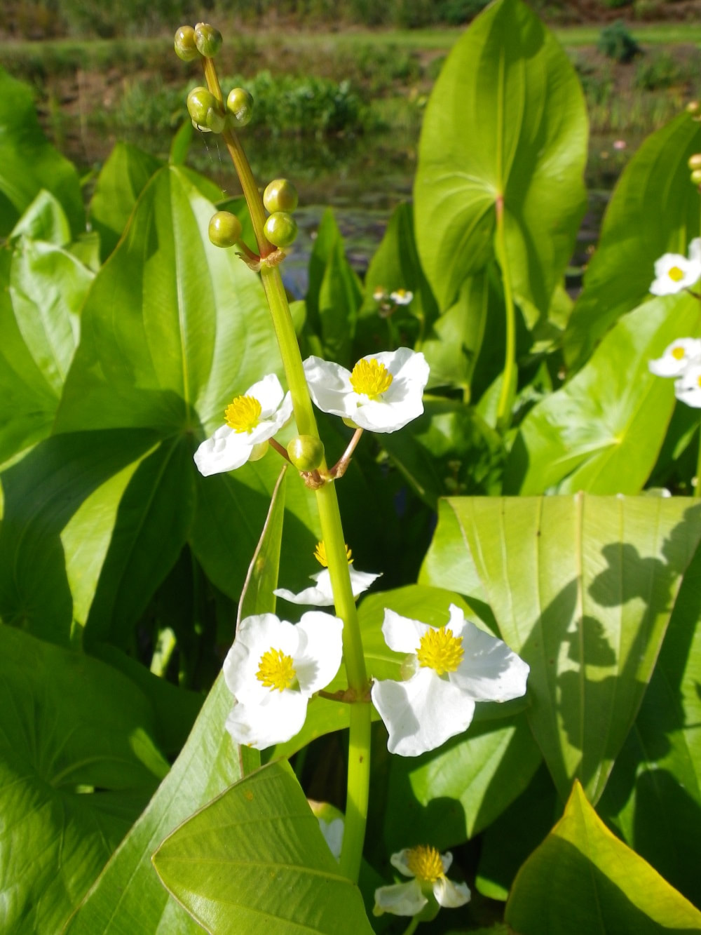 Sagittaria in a pond by The Pond Gnome in Phoenix, AZ