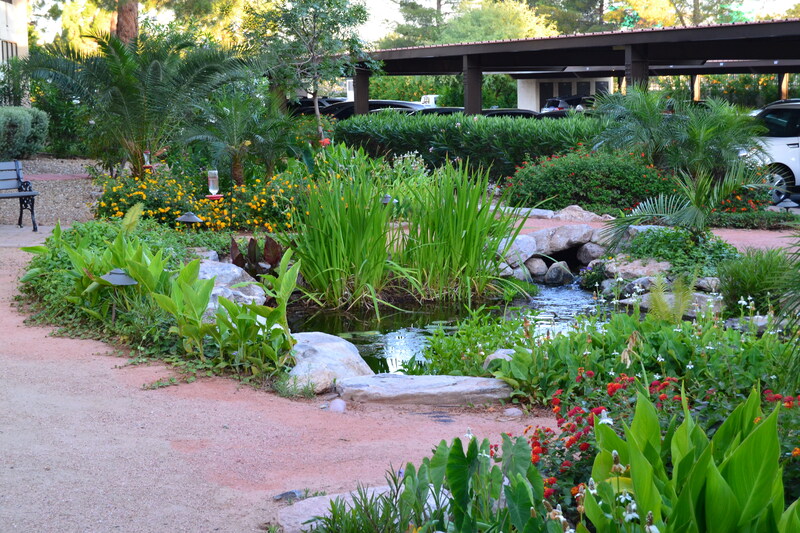 An ecosystem pond in Phoenix, AZ by The Pond Gnome