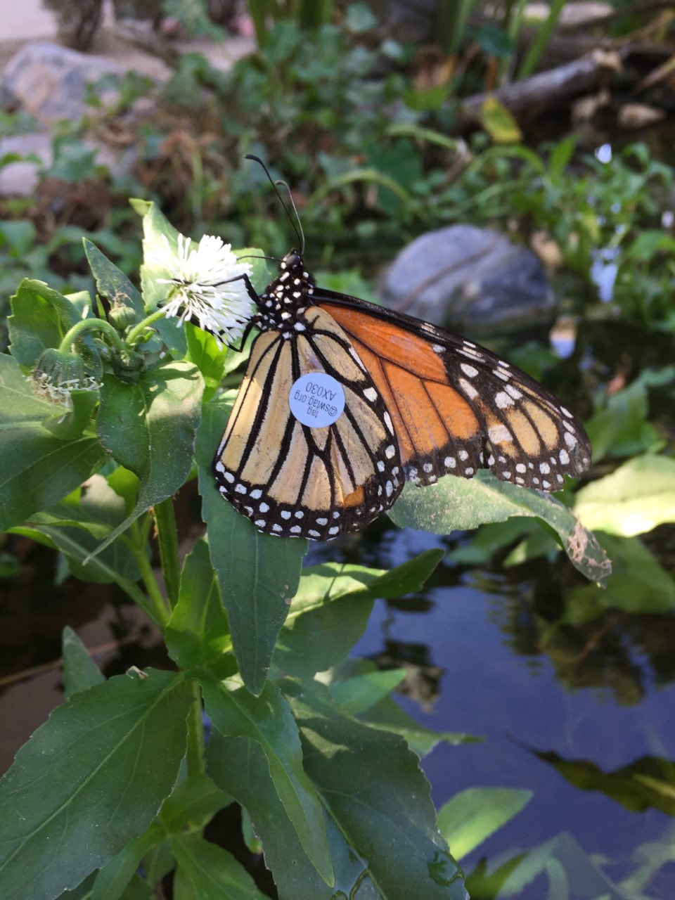 Butterfly next to a pond by The Pond Gnome in Phoenix, AZ